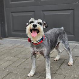 Miniature Schnauzer All Grown Up from ieva kasp