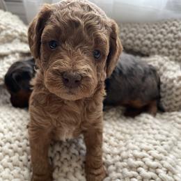 Ruthie - Red  female Goldendoodle puppy in Hackleburg, Alabama from The Doodle Patch