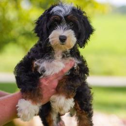 Oregon - Tri-color female Bernedoodle puppy in Dundee, Ohio from Down Home Doodle