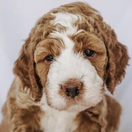 Goldendoodle Puppies from Lover Dover Doodles