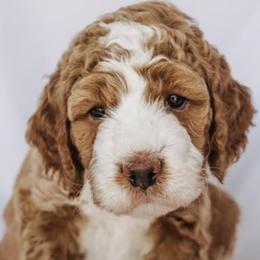 Goldendoodle Puppies from Lover Dover Doodles