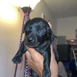 Choice - Black male Dachshund puppy in Watertown, Massachusetts from Jae’s Puppy House