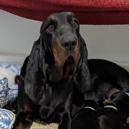 Amelia - Black and Tan Coonhound