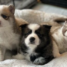 Pomskies from Pepper Pomskies