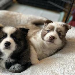 Pomskies from Pepper Pomskies
