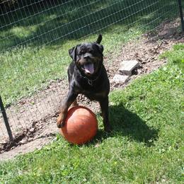 Oma - Rottweiler