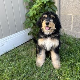 Bernedoodle and Poodle Puppies from Doggy Darlins