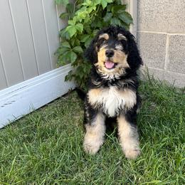 Bernedoodle and Poodle Puppies from Doggy Darlins
