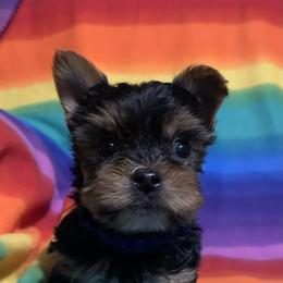 Yorkshire Terrier Puppies from Coffeycup Yorkies