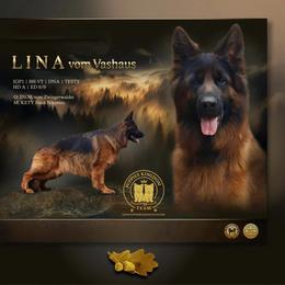 Lina - German Shepherd