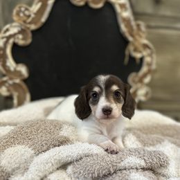 Chocolate and cream piebald - Chocolate and cream female Dachshund puppy in Bryan, Ohio from Wysteria Hill Doxies