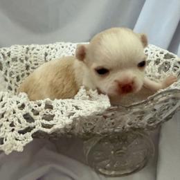 Shrek - Cream and white male Chihuahua puppy in Austin, Indiana from Dog Bones N Harmony