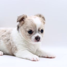 Levi - Merle male Chihuahua puppy in Tulsa, Oklahoma from H-3 Chihuahuas
