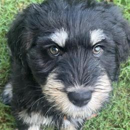 Hei Hey (Yellow) - male Golden Mountain Doodle puppy in Boiling Springs, South Carolina from OlliePups, LLC