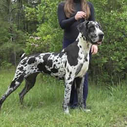 Bubbles - Great Dane