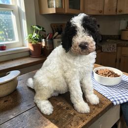Gray Collar - Parti male Goldendoodle puppy in Sanderson, Florida from Serenity Goldendoodles