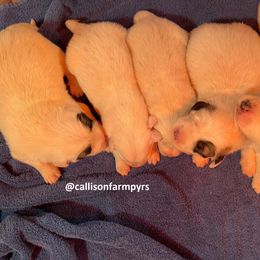 Great Pyrenees Puppies from Callison Farm Great Pyrenees