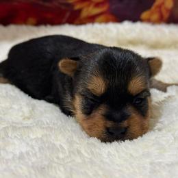 Peach - Black and tan female Yorkshire Terrier puppy in Lamar, Missouri from RJ’S Classy Yorkies