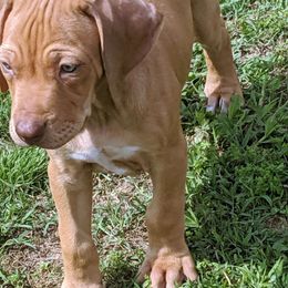 Rhodesian Ridgeback Puppies from Tampo Rhodesian Ridgeback