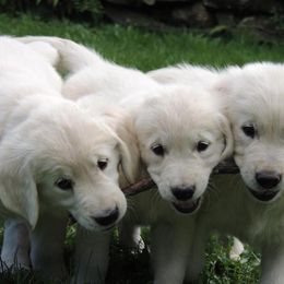 Golden Retriever and Labrador Retriever Puppies from Bear Pond Retrievers