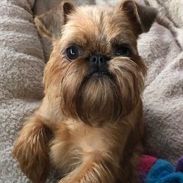 Airedale Terriers and Brussels Griffons from JOVAL Kennel