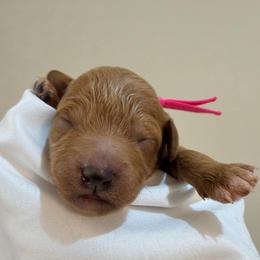 Pink Collar - Apricot female Goldendoodle puppy in Cape Coral, Florida from Nay Nays Mini Doodles