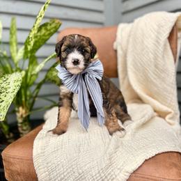 Aspen - Sable female Bernedoodle puppy in Buda, Illinois from Hamilton Farm Doodles