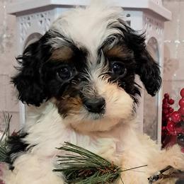 Cavapoo puppies from Kelley's Goldens Poodles and Doodles
