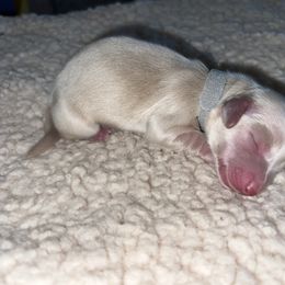 Spirit Cream boy - Cream male Dachshund puppy in Prescott, Arizona from Dachshund Family Love Breeders