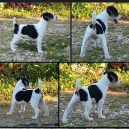 Jack Russell Terrier puppies from Reynard Farm