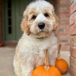 Lucky's Dad - Red male Bernedoodle puppy in Lexington, Ohio from Cairn Ridge Doodles