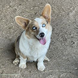 Rita - American Corgi