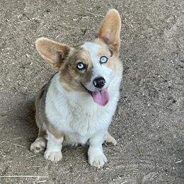 Rita - American Corgi
