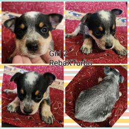 Girl 2 - Blue mottled female Australian Cattle Dog puppy in Bradford, Arkansas from Cedar Rock Heelers and Kelpies
