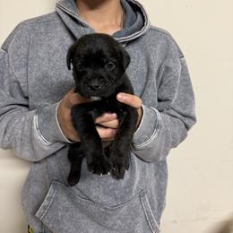 Boy 1 - Black male Cane Corso puppy in Kaufman, Texas from Phantom Corsos