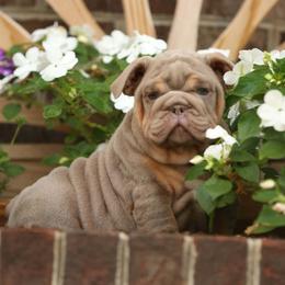 Red collar boy puppy 6500 - Lilac tri-color male Bulldog puppy in Lewisberry, Pennsylvania from Salted Rim Corgis