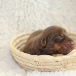 Boy 3 - Dachshund puppy from Murry’s minis
