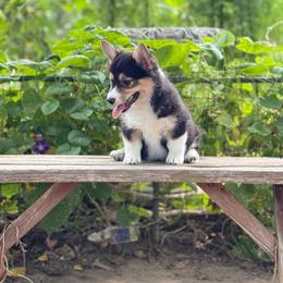 Glory - Black and tan female Pembroke Welsh Corgi puppy in Derby, Kansas from Sarah’s Mystic Kennels