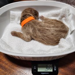 Goldendoodle Puppies from Lila's Teddybear Goldendoodles