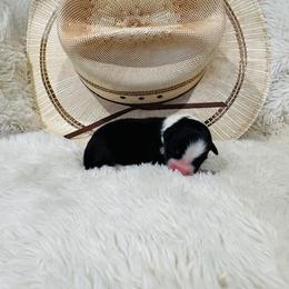 'Calliope' - Black tri-color female Australian Shepherd puppy in Durand, Wisconsin from Larson’s Legacy Aussome Aussie Kennels
