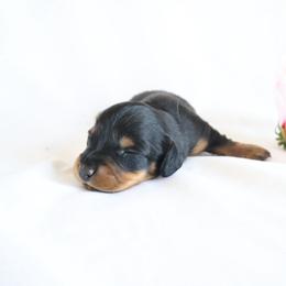 Benson - Black and tan male Dachshund puppy in Fredericksburg, Ohio from William's Dachshunds