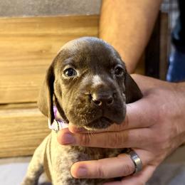 Light Purple - Liver roan female German Shorthaired Pointer puppy in Laurel, Montana from Upland Points Gun Dogs
