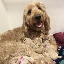 Cockapoo and Goldendoodle Puppies from Capital Doodles