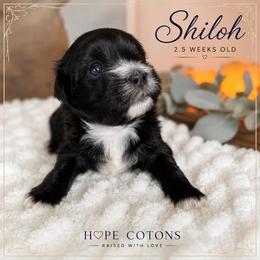 Shiloh - Black female Coton de Tulear puppy in Freeport, Texas from H❤️PE COTONS