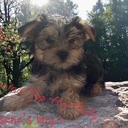Maltese, Morkies, and Yorkshire Terriers from Mountain Top Hot Tailz
