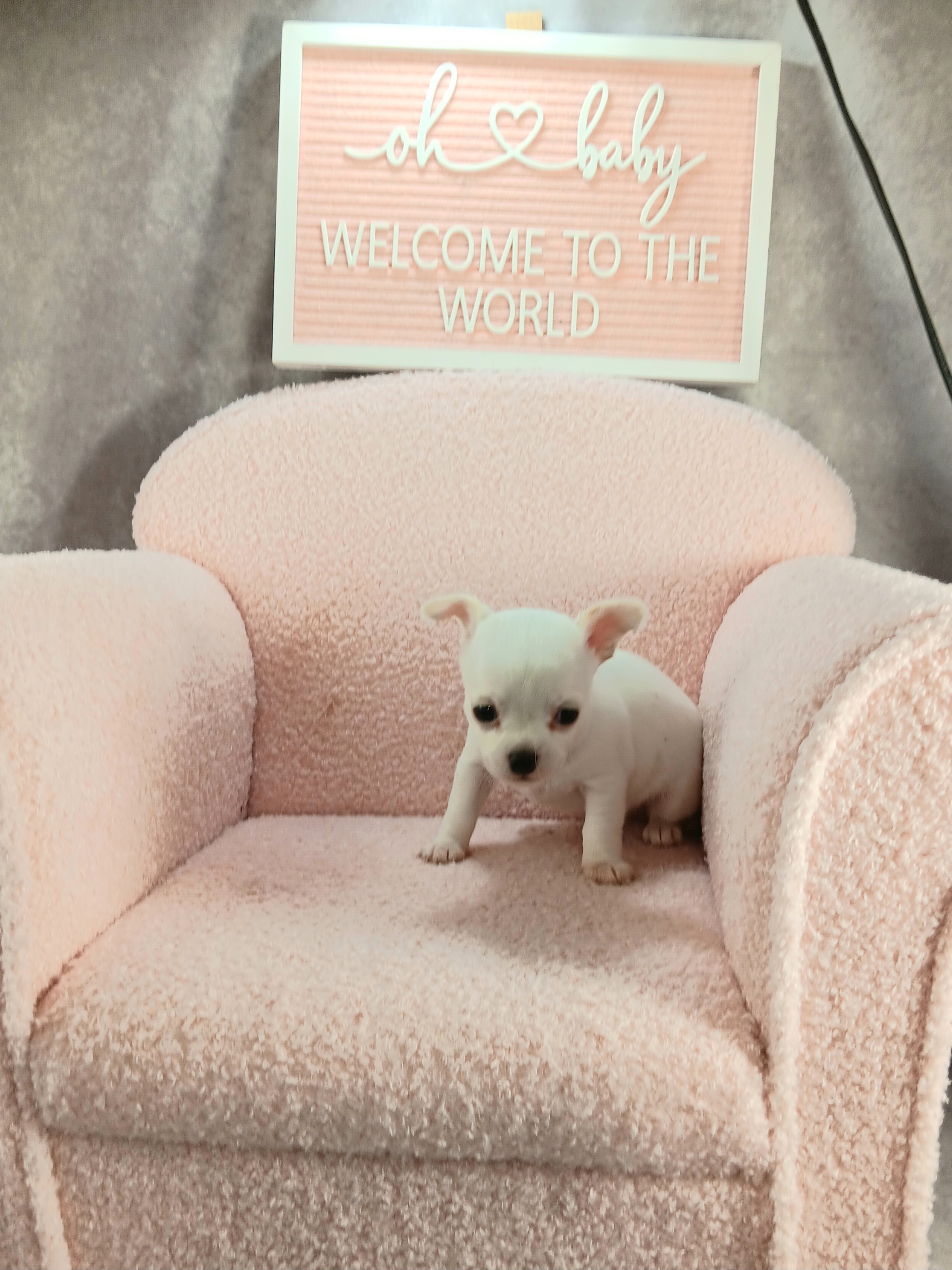 Girl 4 - White Chihuahua puppy in Redding, California from Akc ivy league chihuahua .  Com
