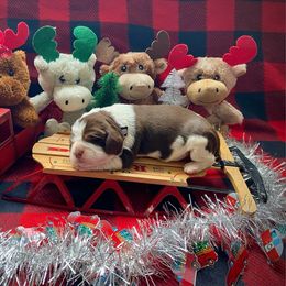 Comet - Tri-Roan male English Springer Spaniel puppy in Hudson, Michigan from Picky’s Puppies