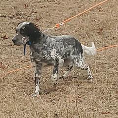 ANGEL - English Setter