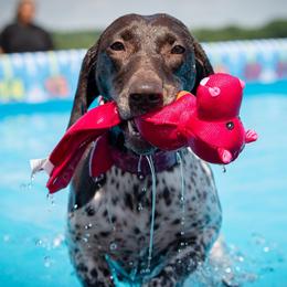 German Shorthaired Pointers from Sirius Poetry