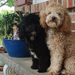 Maltese, Maltipoos, and Poodles from Little Land of Puppies